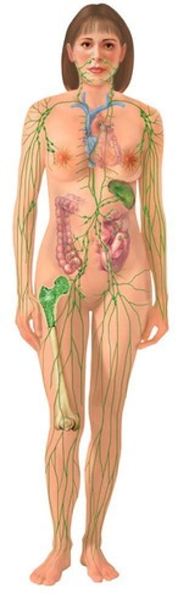 <p>Thin-walled vessels that transport lymph fluid back to the bloodstream.</p>