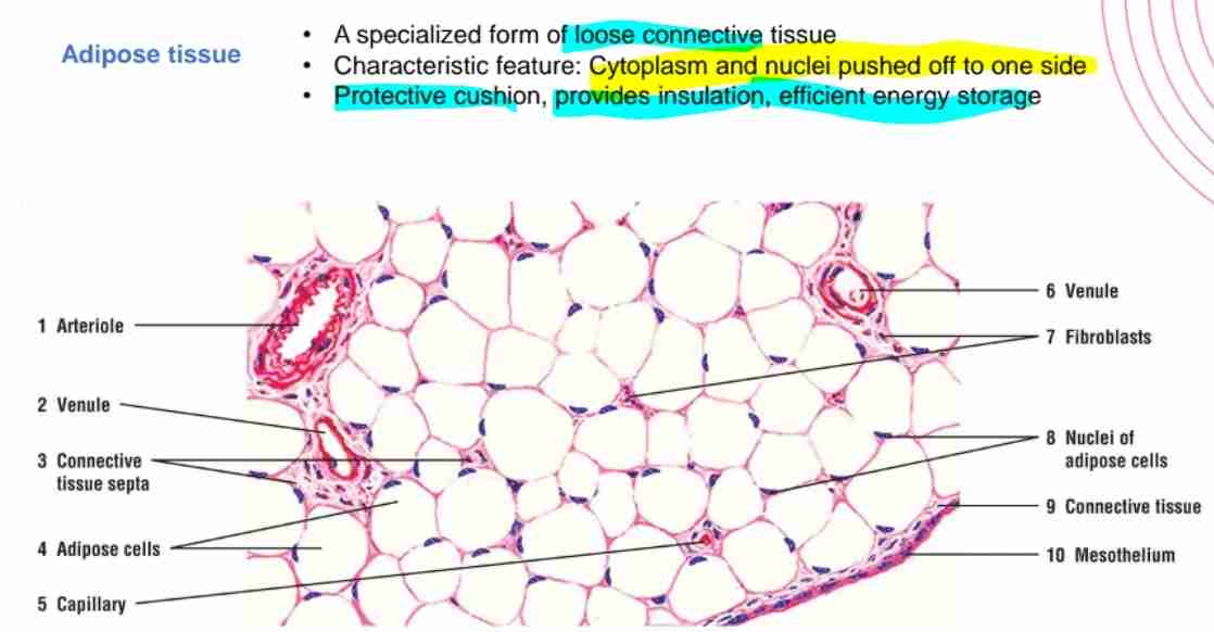 <p>A specialized loose connective tissue w/ cytoplasm &amp; nuclei pushed off one side: for energy storage, insulation, and cushioning.</p>