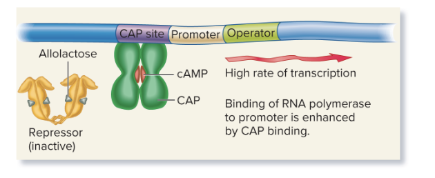 <ul><li><p class=""><strong>High transcription</strong>: cAMP binds to CAP, enhancing RNA polymerase binding to the promoter, leading to high transcription (lacZ, lacY, and lacA for lactose metabolization).</p></li><li><p class=""><strong>Inactive repressor</strong>: Allolactose (inducer) binds to the repressor, preventing it from binding to the operator, allowing transcription.</p></li></ul><p></p>