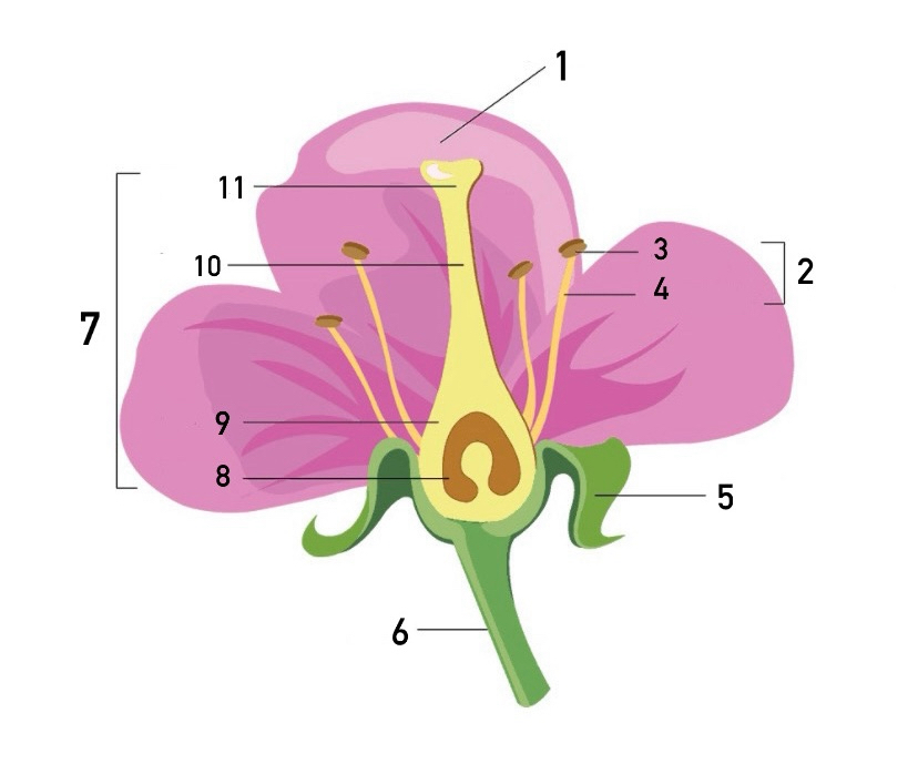 <p><span><strong>Flower diagram</strong></span></p>