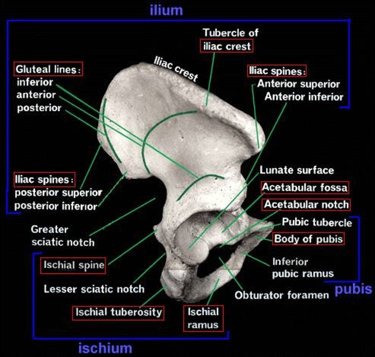 <p>1. Ilium 2. Pubis 3. Ischium.</p>