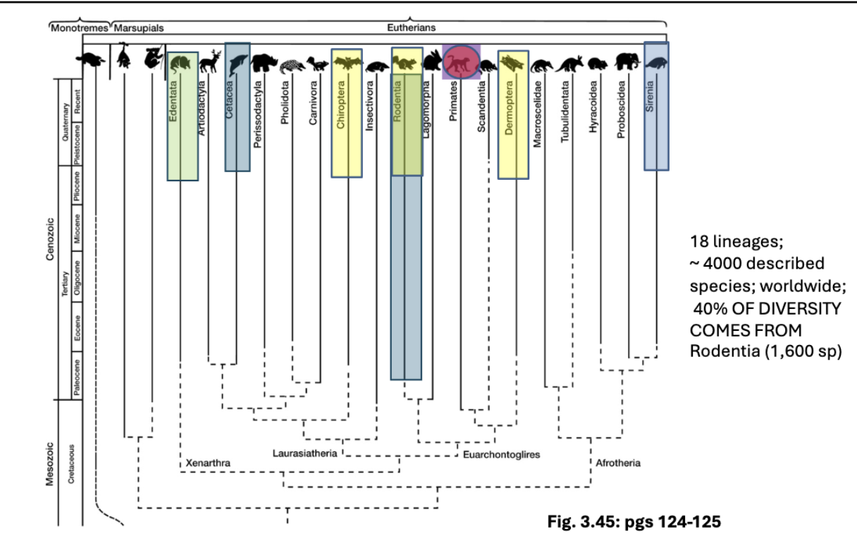 <ul><li><p>gnathostomes→ teleostomi → sarcopterygii → tetrapoda → &nbsp;amniota → synapsia→<strong>&nbsp;</strong>mammalia→ theria→ metatheria + ______</p></li><li><p>us</p></li><li><p>very diverse, on every continent&nbsp;</p></li><li><p>18 lineages, ~4000 described species worldwide</p></li><li><p>40% of diversity from rodentia (1,600sp)</p></li><li><p>edentata= oldest eutherians?</p></li></ul><p></p>