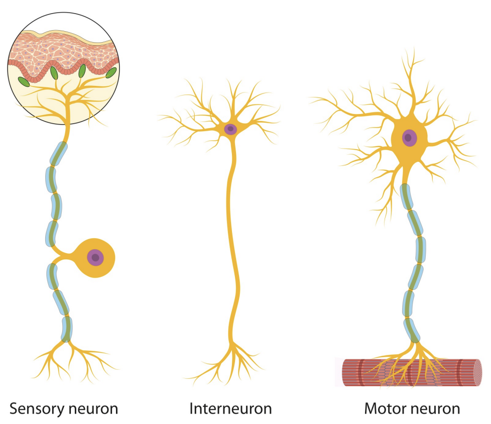 <ul><li><p>Sensory neuron (afferent neuron)</p></li><li><p>Interneuron&nbsp;</p></li><li><p>Motor neuron (efferent neuron)&nbsp;</p></li></ul><p></p>