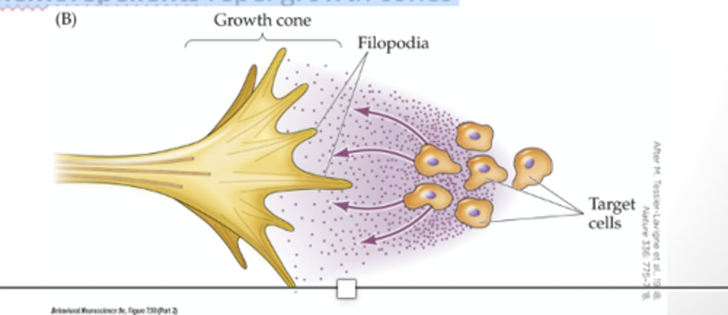<p>2. cellular migration</p><p>- cells move away from ventricular zone and into cerebral cortex (columns)</p><p>- region is filled in as cell migration occurs</p><p>- radial glial cells help to populate column (guide cells)</p><p>- cell adhesion molecules are proteins on cell surfaces that guide cell migration at further distances</p><p>- migrating cells have growth cones that respond to chemicals in the environment (chemoattractant/repellent) which attract or repel certain cones and help things go to the right places</p><p>- filopodia are the outgrowth of growth cones, important for detecting environmental signals (like 'dendrites')</p><p>**move in an inside out fashion; new cells move over existing cell layers and settle in layers above them**</p><p>1 &amp; 6, 5, 4, 3, 2</p>