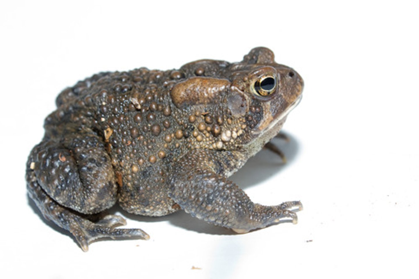 <p>Typical of toads. Lie behind the head on either side of the body.</p>