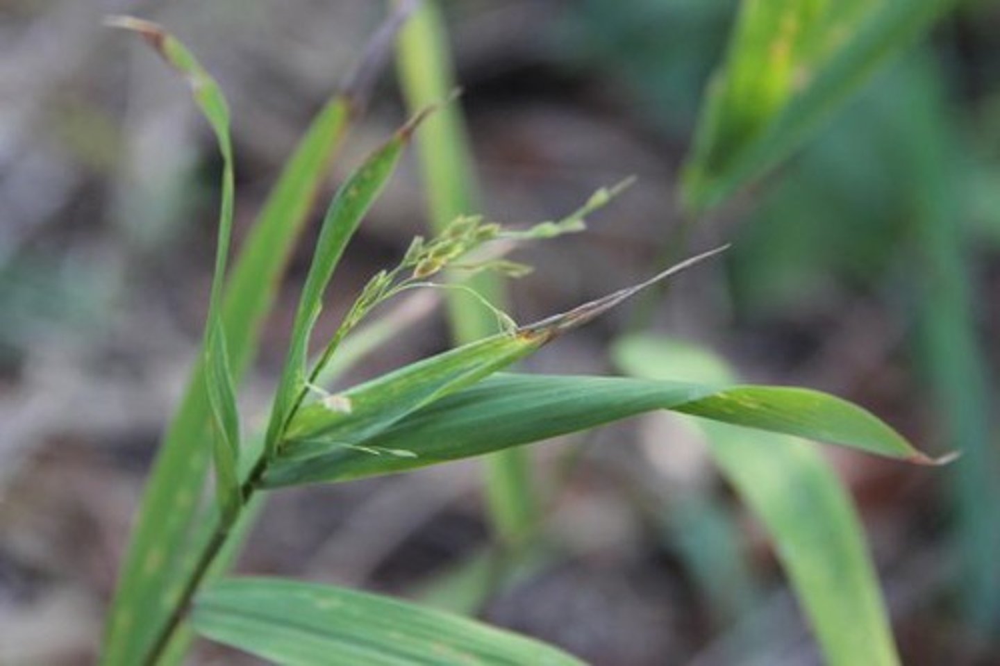 <ul><li><p>tiny spikelets with leaves on the spike</p></li><li><p>hairy</p></li><li><p>blooms in spring and fall</p></li></ul><p>Species</p>