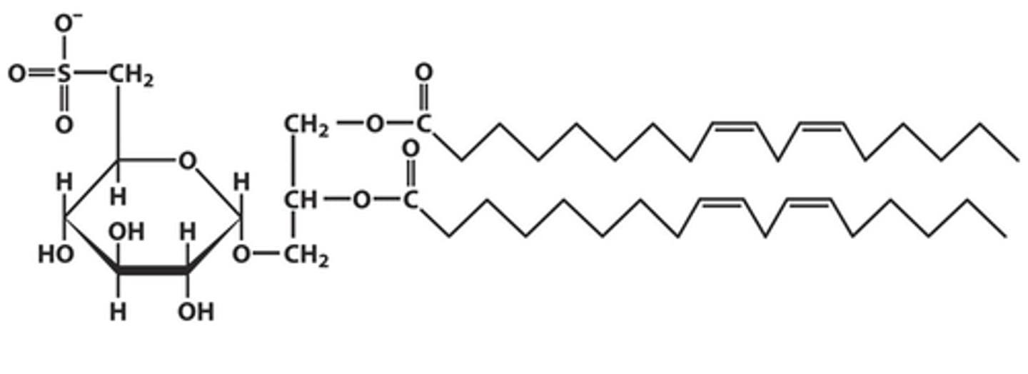 <p>- sulfonated glucose attached to the C3 hydroxyl group of diacylglycerol linked via glycosidic bond</p><p>- Present in plant MBs</p>