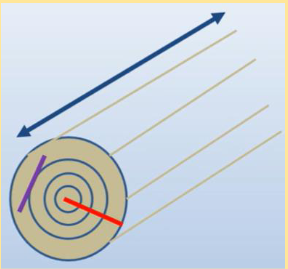 <p>Tangential Shrinkage</p>