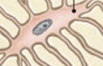 <p>Which part of the compact bone is:</p><ul><li><p>Are arranged in concentric lamellae</p></li></ul><p></p>