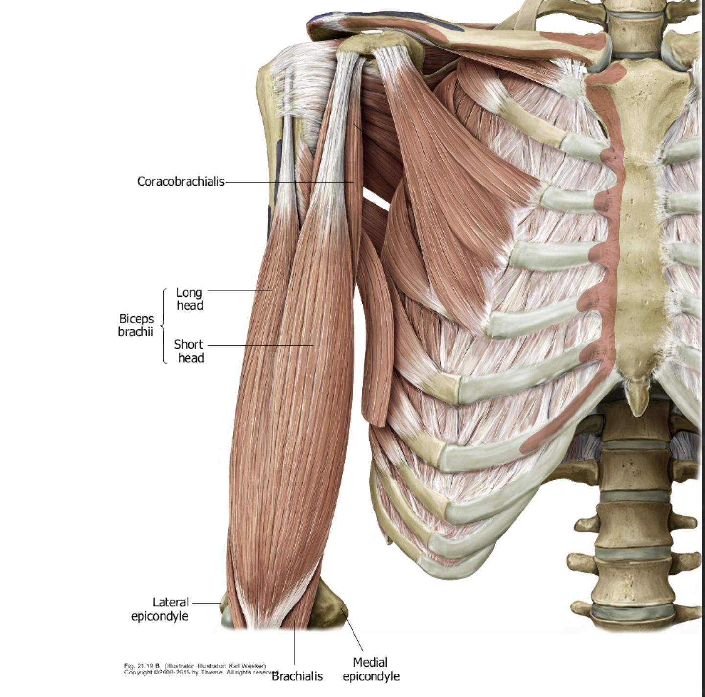 <p>Where does the short head of biceps brachii originate (origin)?</p>