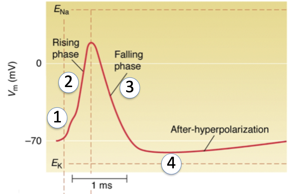 <p><strong>Resting Membrane Potential (~ -70 mV):</strong></p><ul><li><p>At rest, the cell is <strong>most permeable to K+</strong> (via leak channels)</p></li><li><p>EK ≈ -80 mV → Vm is <strong>closer to EK</strong> than ENa (+58 mV) or ECl</p></li><li><p>So resting potential sits near <strong>-70 mV</strong>, not exactly -80, because there’s <strong>some Na+ and Cl– permeability</strong></p></li></ul><p></p><p><strong>During Action Potential:</strong></p><ol><li><p><strong>Depolarization (Rising Phase):</strong></p><ul><li><p>Voltage-gated <strong>Na+ channels open</strong> → ↑ Na+ permeability</p></li><li><p>Vm moves toward <strong>ENa (+58 mV)</strong></p></li><li><p>As Vm gets closer to ENa, <strong>Na+ driving force decreases</strong></p></li><li><p>Na+ channels begin to <strong>inactivate (h-gates close)</strong></p></li></ul></li><li><p><strong>Repolarization (Falling Phase):</strong></p><ul><li><p><strong>K+ channels open (n-gates)</strong> → ↑ K+ permeability</p></li><li><p><strong>Na+ channels inactivate</strong> → ↓ Na+ permeability</p></li><li><p>K+ efflux drives Vm <strong>back toward EK (-80 mV)</strong></p></li></ul></li><li><p><strong>Hyperpolarization:</strong></p><ul><li><p>K+ channels close <strong>slowly</strong>, so Vm <strong>overshoots</strong> below resting potential</p></li><li><p>Eventually, <strong>Na+/K+ pump</strong> restores ion gradients and returns Vm to <strong>-70 mV</strong></p></li></ul></li></ol><p></p>
