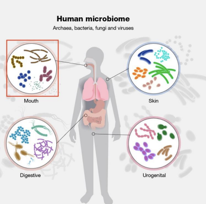 <ul><li><p>Within-sample diversity</p></li><li><p>How diverse are the microbial taxa the microbial taxa in a single sample?</p></li><li><p>Species richness – the number of microbial taxa </p></li><li><p>Species diversity – the evenness of microbial taxa</p></li></ul><img src="https://knowt-user-attachments.s3.amazonaws.com/c309fe72-68cb-4d84-9f93-8084bead57fc.png" data-width="100%" data-align="center"><p></p>