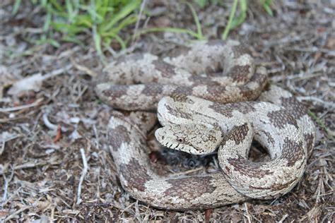 <p>Gray rat snake</p>