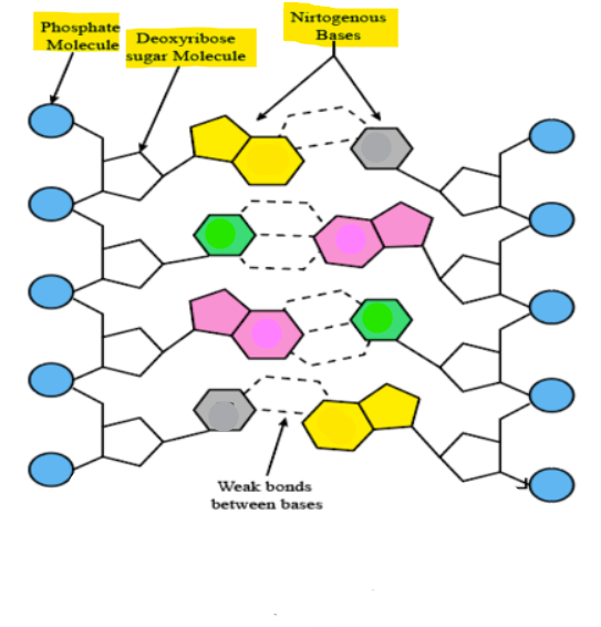 <p>Identify the Complementary Bases</p>