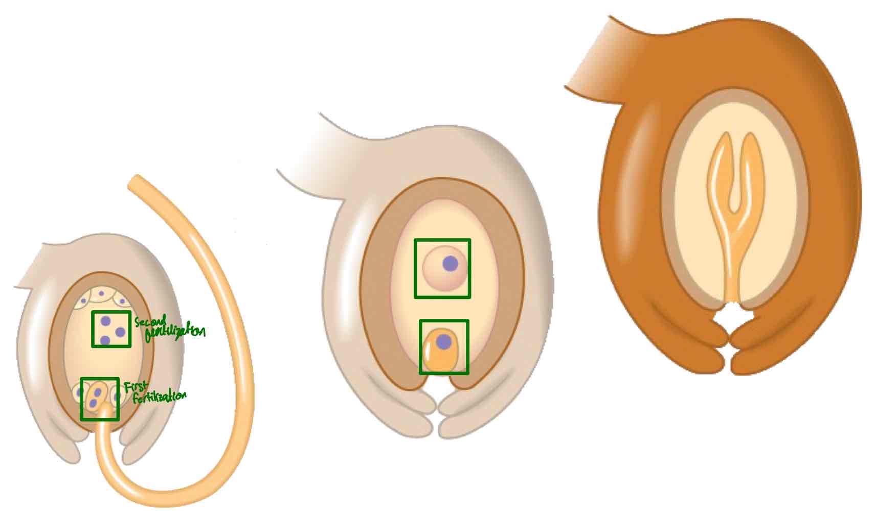 <p>Union in flowering plants, wherein one sperm fertilizes the egg to form the embryo, while one other sperm combines with two polar nuclei to form endosperm.</p>