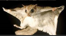 <p>large black eyes; long flat fluffy tail; loose fold of haired skin between wrist and ankle</p>