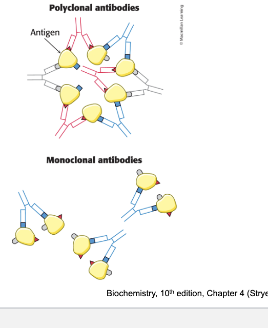 <p>critical tools for protein detection</p><ul><li><p>polyclonal antibodies = <u>heterogenous</u> mixture of antibodies</p><ul><li><p>derived from multiple antibody-producing cell populations</p></li><li><p>each antibody is specific for one of the various epitopes of an antigen</p></li></ul></li><li><p>monoclonal antibodies = <u>identical</u> antibodies produced by clones of a <u>single</u> antibody-producing cell</p></li></ul><p></p>