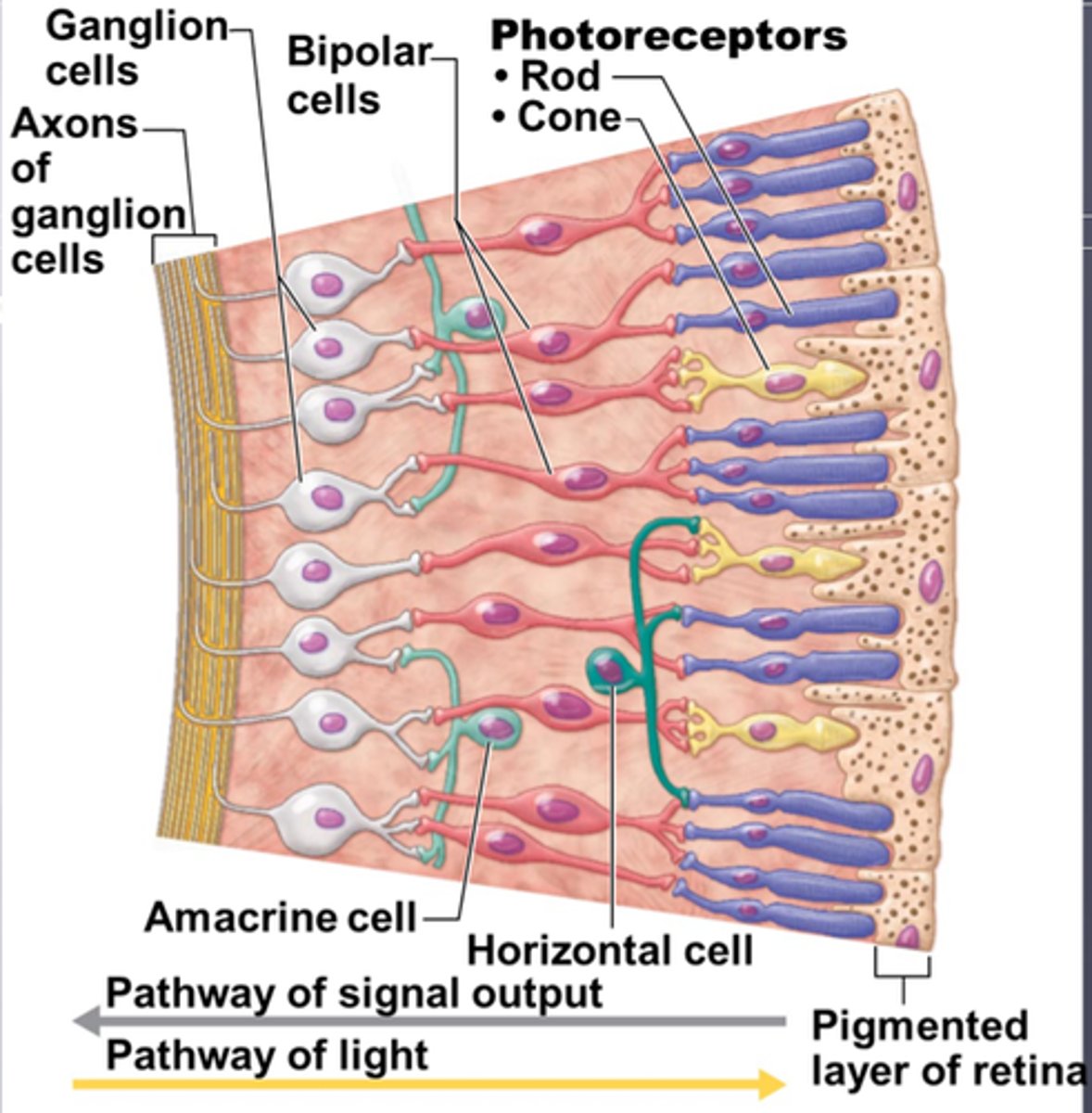 <p>- the outermost region of the neural layer is made up of photoreceptors (rods and cones) which are light sensitive cells</p><p>- these receptors send signals through smaller nerves to the axons of the ganglion cells (innermost layer of the retina) exit the posterior aspect of the globe to the brain to form CN II</p><p>LOOK AT NOTES</p>