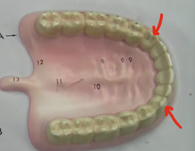 <p>1 in a quadrant, 4 in the whole mouth</p>