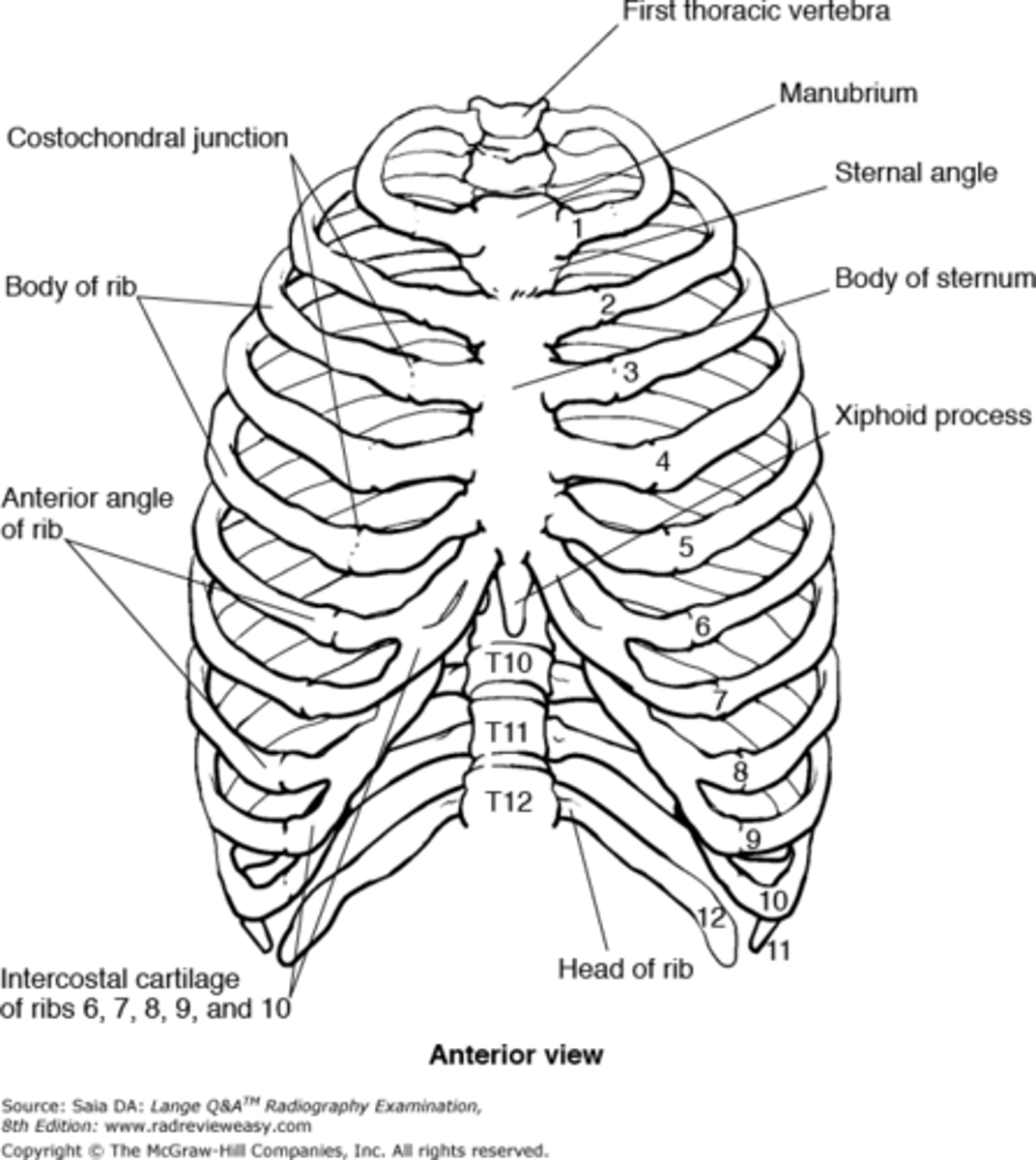 <p>12 thoracic vertebrae</p>