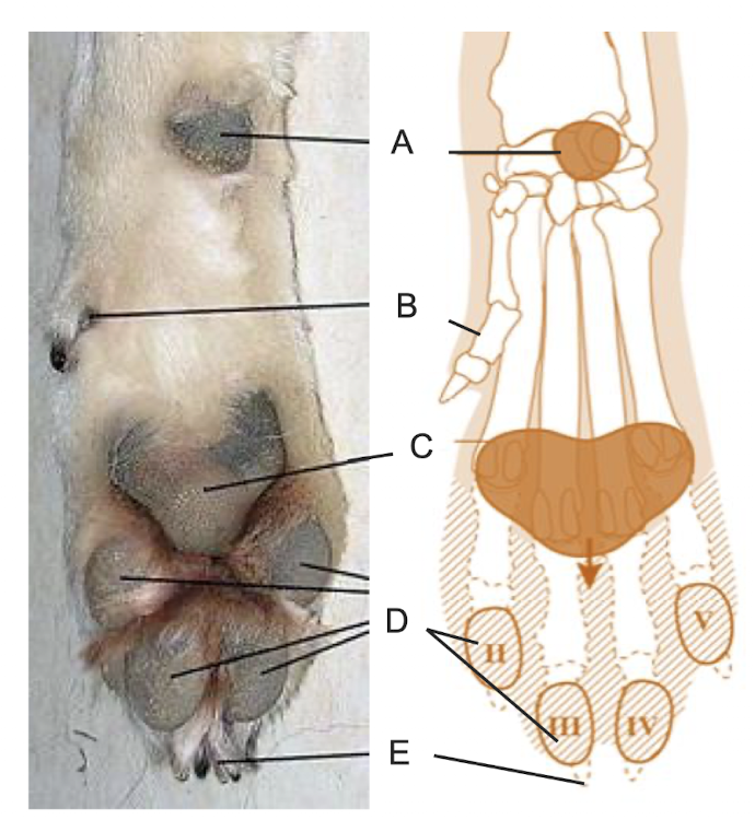 <p>Describes the labelling features.</p>