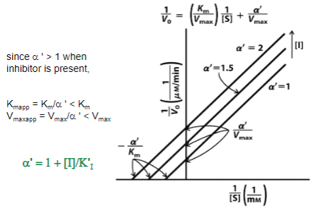 <p>Binds to enzyme substrate complex</p><p>Identify values in graph (Km and Vmax are altered)</p>