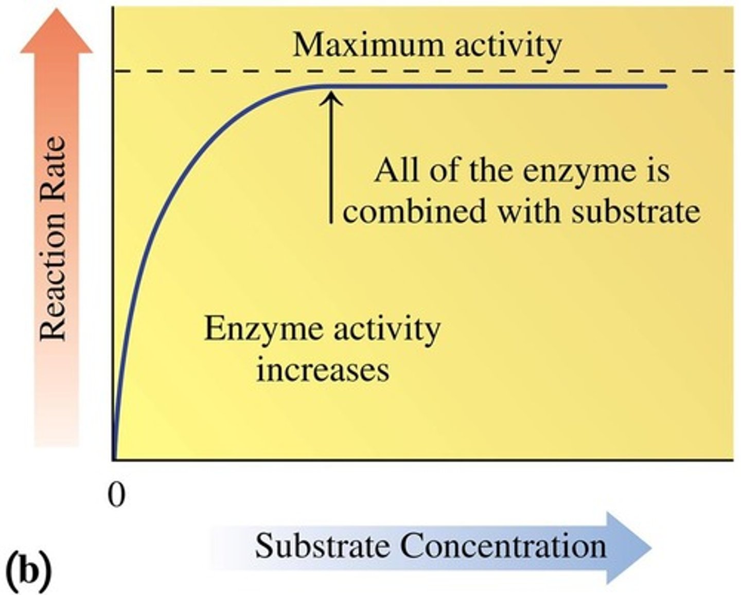 <p>It increases the rate until the enzyme becomes saturated, reaching maximum activity.</p>