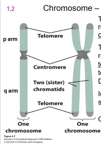 <p>Telomeres</p>