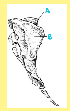 <p><u>Name the following</u>:</p><ul><li><p>Bone?</p></li><li><p>Side?</p></li><li><p>View?</p></li><li><p>Specific Surface? (if applicable)</p></li><li><p>B?</p></li></ul><p></p>