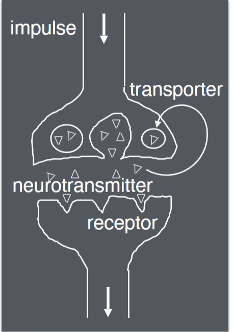 <p><span>Neurotransmission:</span></p>