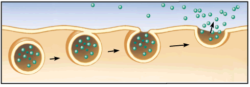 <p>the secretion of molecules by the fusion of vesicles containing them with the plasma membrane.</p>