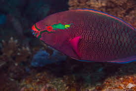 term image