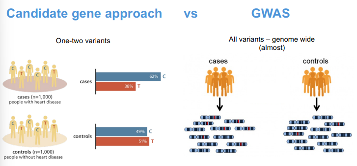 <p>Candidate gene aproach - pequeno nº de genes escolhidos à priori baseado na relevância que tem para o mecanismo de ação de um fármaco.</p><p>Genome Wide Association Studies - Estudos que ajudam a identificar variações genéticas em todo o genoma e como essas variações podem estar relacionadas à predisposição a doenças, sem precisar de uma hipótese específica.</p><p>Para determinadas doenças, determinadas vias de sinalização são importantes para a causa das mesmas</p>