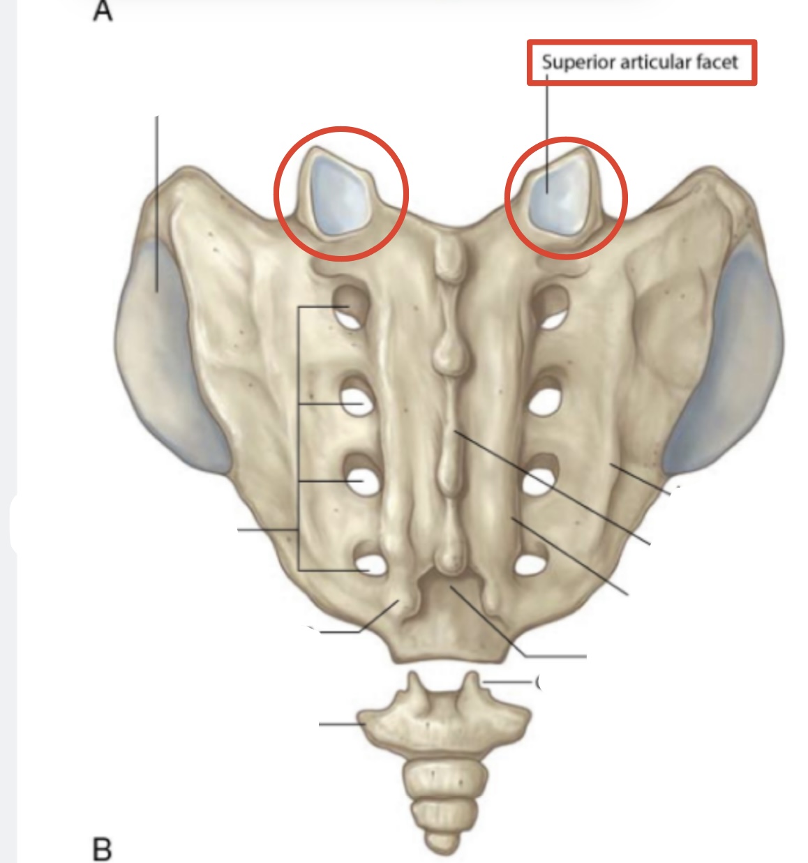 <p><span><span>Superior articular surfaces</span></span></p>