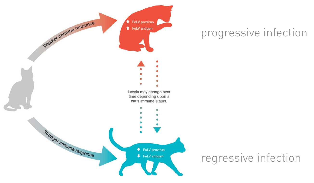 <ul><li><p><strong>progressive infection (high-positive)</strong></p><ul><li><p>weaker immune response → higher levels of FeLV provirus &amp; antigen</p></li><li><p>persistent high viremia &amp; eventual disease</p></li></ul></li><li><p><strong>regressive infection (low-positive)</strong></p><ul><li><p>stronger immune response → lower levels of FeLV provirus &amp; antigen</p></li><li><p>(apparent) clearance of antigenemia; potential for longer survival</p></li></ul></li></ul><p></p>