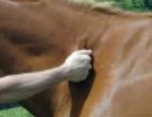<p>horse restraint #2</p>