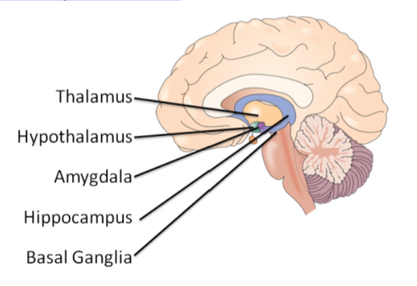 The forebrain structure that sits at the top of the brain stem in the brain’s central core and serves as an important relay station.