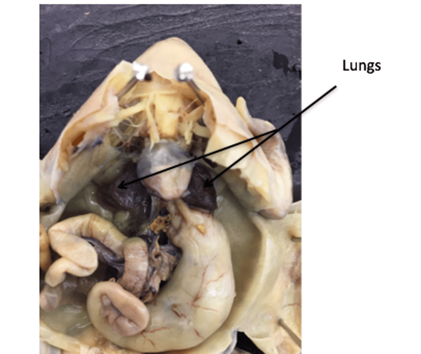<p>lungs: respiration</p>