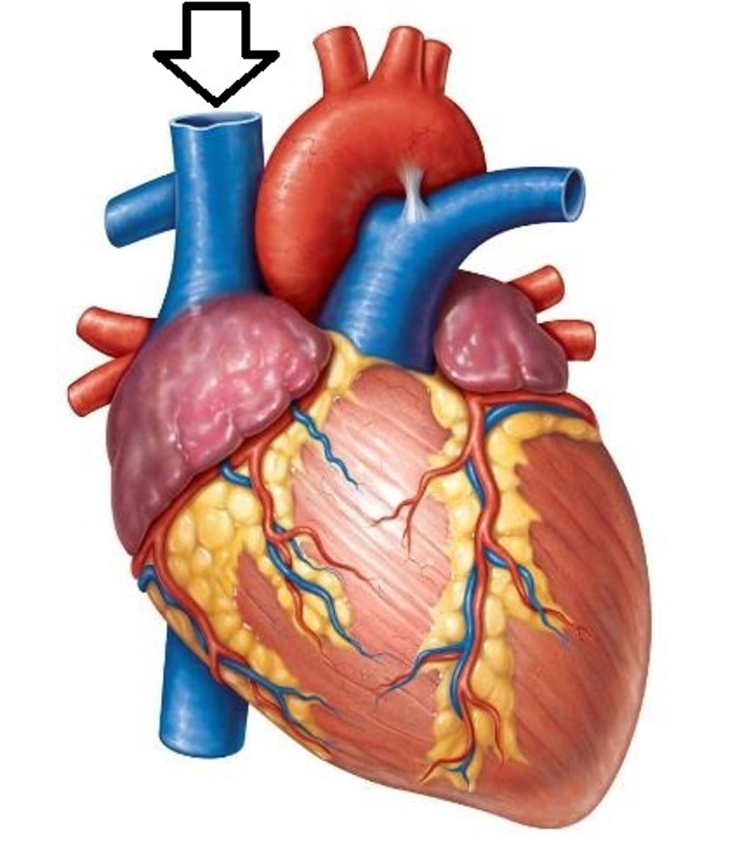<p>A vein that is the second largest vein in the human body and returns blood to the right atrium of the heart from the upper half of the body.</p>