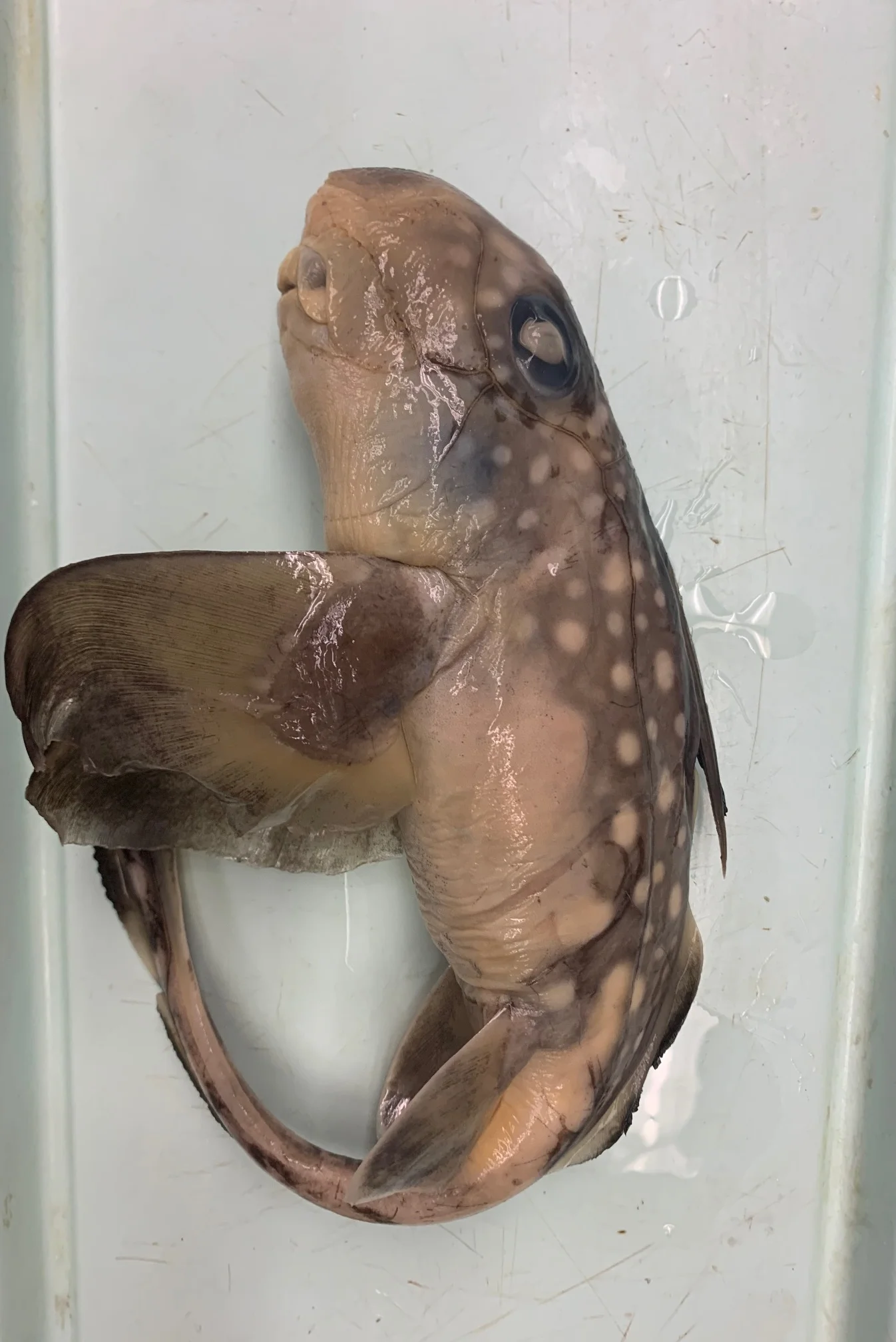 <p>What fish is this?</p>