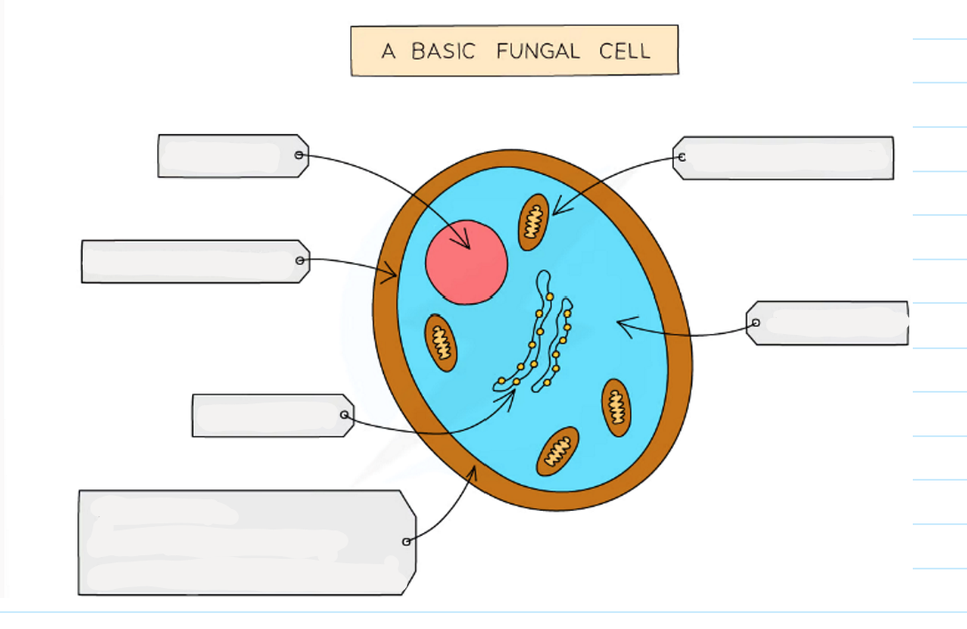 <p>-usually multicellular but some are single cellular</p><p>-their cells contain a nucleus with a distinct membrane</p><p>-made of thread like structures known as hyphae that contains many nuclei and are organised into a network known as mycelium</p><p>-don’t contain chloroplasts (no photosynthesis)</p><p>-they feed by secreting extracellular digestive enzymes onto food and absorbing the digested molecules.</p><p>-some fungi are parasitic and feed on living things</p><p>-some store carbs as glycogen</p><p>-examples of fungi are moulds, mushrooms, yeast</p>