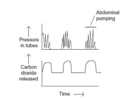 <p>Abdominal pumping takes place during vigorous activity in insects. This causes regular squeezing of tubes of the gas exchange system, A scientist investigated the effect of abdominal pumping on the pressure in the tubes and the volume of carbon dioxide released by the insect. Her results are shown.</p><p>Describe and explain these results. (3 marks)</p>