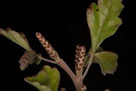 <p>-It has three leaflets that look very similar to</p><p>Poison Oak</p>