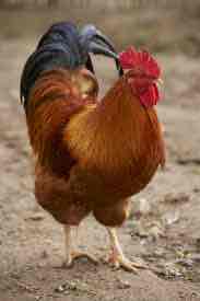 <p>New Hampshire Reds: Medium to light red color</p><p>Class: American </p><p>Egg Color: Brown </p><p>Comb Type: Single</p>