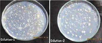 <ul><li><p>actidione glucose yeast extract agar</p></li><li><p>supports growth of actinomycetes</p></li><li><p>actidione inhibits saprophytic fungi </p></li></ul><p></p>
