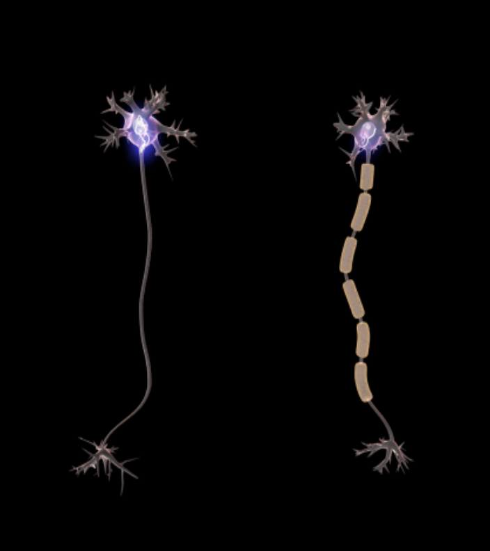 <ul><li><p>in the <strong>CNS</strong>: the myelin sheath is produced by <strong>oligodendrocytes</strong></p></li><li><p>in the<strong> PNS: </strong>the myelin sheath is produced by <strong>Schwann cells</strong></p></li><li><p>One oligodendrocyte sends extensions to several axons and each wraps around a section of an axon (like insulation)</p></li><li><p>axon is like a <strong>power cord,</strong> <u>wrapped by insulation cor</u>d</p></li><li><p>can have unmyelinated fiber</p></li></ul><p></p>
