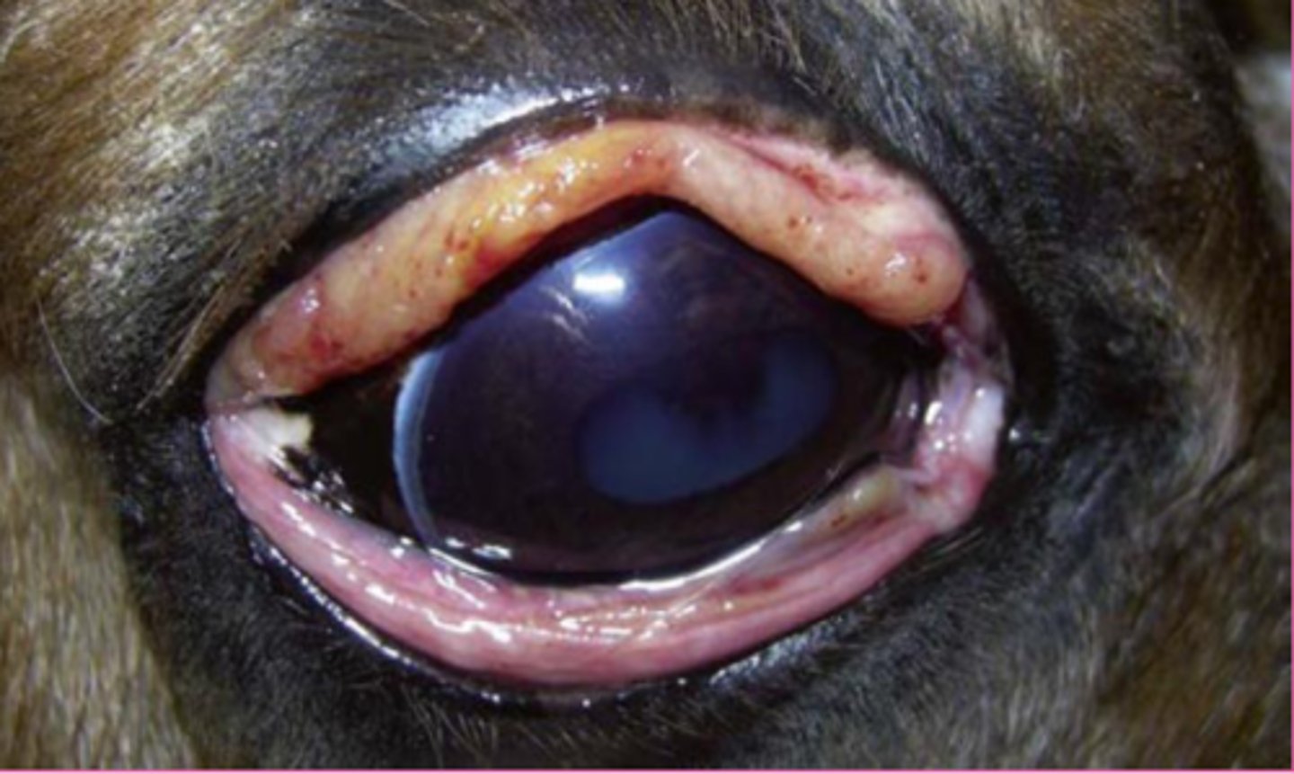 <p>Describe this lesion</p>