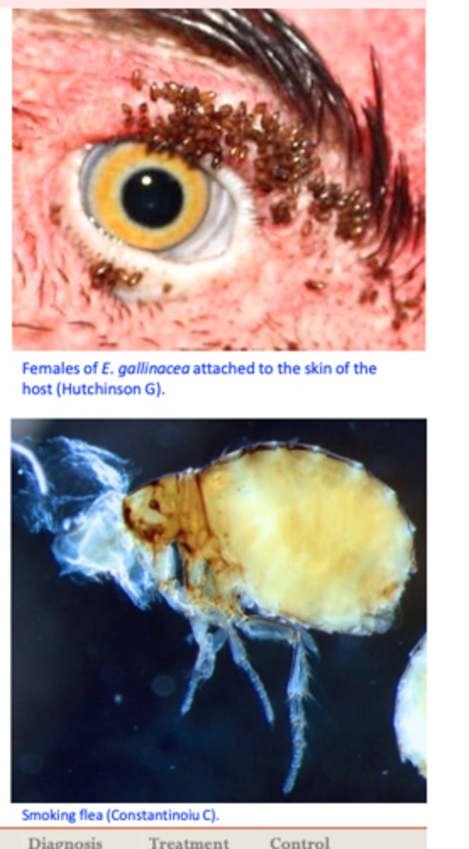 <p>• Adults usually attach to skin of the head, often in clusters</p><p>of 100 or more; other locations: comb, wattles</p><p>• Females burrow into the skin =&gt; mouthparts are deeply embedded in the skin =&gt; difficult to dislodge;</p><p>The skin around the point of attachment becomes ulcerated =&gt; bacterial complications;</p><p>Irritation =&gt; scratching =&gt; birds can injure the eyes =&gt;blindness =&gt; starvation;</p><p>In large numbers might cause anemia and emaciatioon;</p><p>Death may occur in young birds;</p>