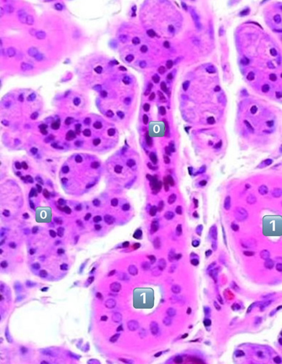 <p>simple cuboidal</p><p>- cell is wider than it is tall</p><p>- intercalated duct</p>