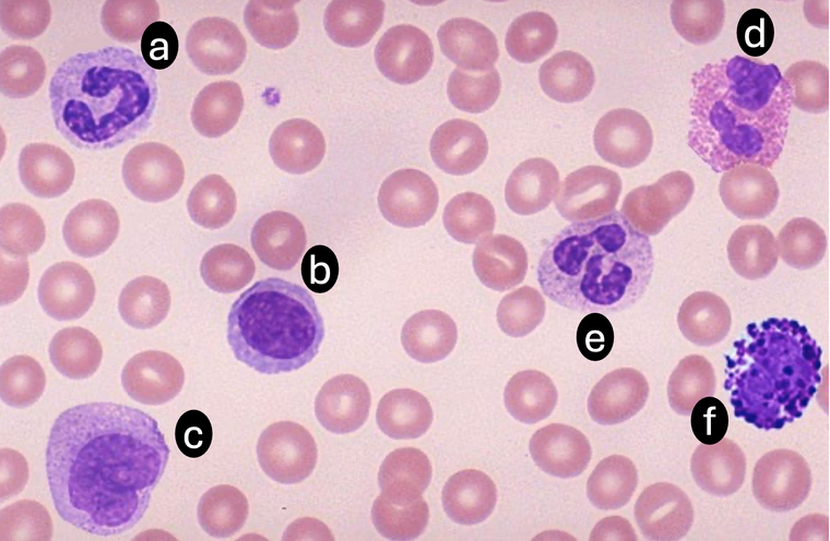 <p>Which is the correct identification of each cell type shown?</p>